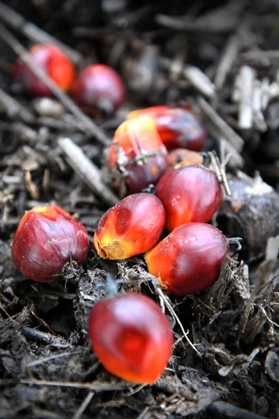Close Fresh Oil Palm Fruits Selective Focus — Stock Photo, Image