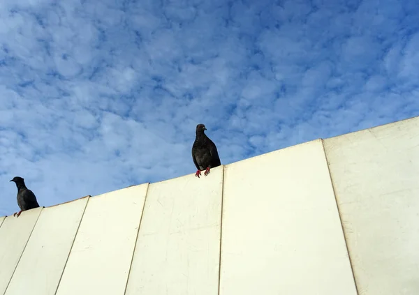 Closeup Beautiful Pigeon Park Selective Focus — 图库照片
