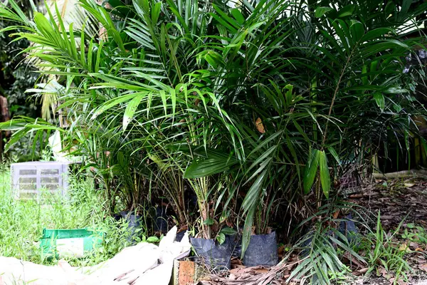 マレーシアのジョホールにあるアブラヤシ農園 インドネシアとマレーシアは世界のパーム油の約85 を生産しています — ストック写真
