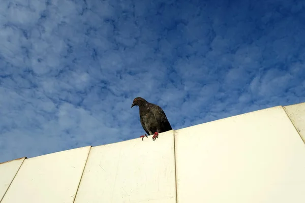 Closeup Beautiful Pigeon Park Selective Focus — 图库照片