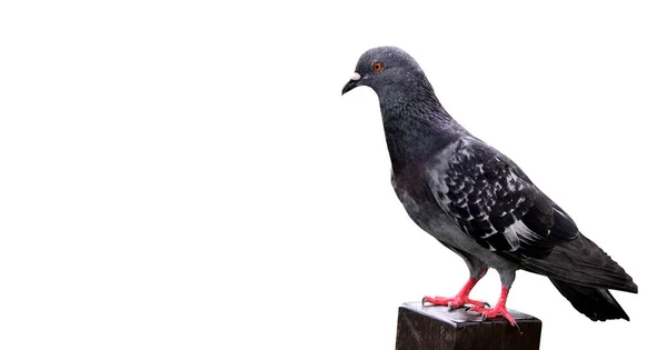 Nahaufnahme Einer Schönen Taube Isoliert Auf Weißem Hintergrund Selektiver Fokus — Stockfoto