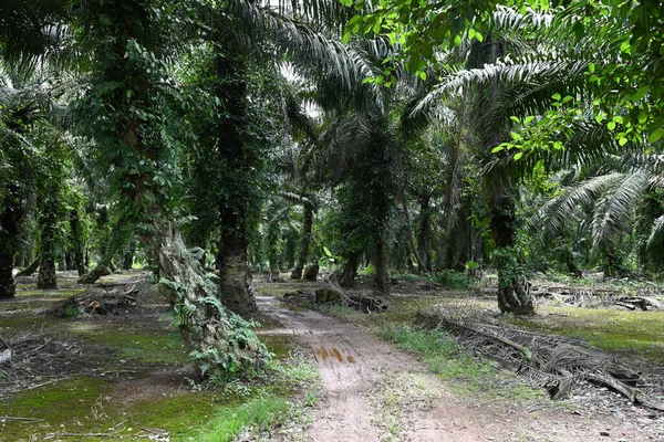 Oil Palm Plantations Johor Malaysia Indonesia Malaysia Produce Palm Oil — Stock Photo, Image