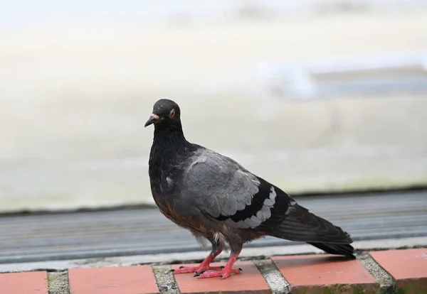 Closeup Beautiful Pigeon Park Selective Focus — Stok fotoğraf