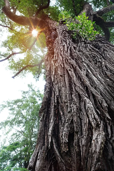晴れた日の公園の美しい木 底の景色 — ストック写真