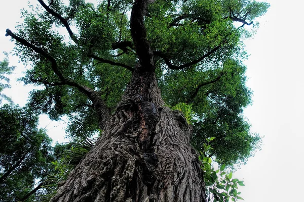 Красивое Дерево Парке Солнечный День Вид Снизу — стоковое фото