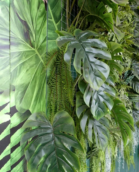 Zblízka Krásné Vertikální Dekorace Tropických Listů Rostlin Botanický Zemědělský Koncept — Stock fotografie
