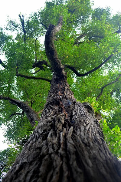 Schöner Baum Park Sonnigen Tagen Blick Von Unten — Stockfoto