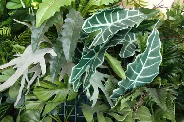 美しい垂直熱帯植物の葉の装飾を閉じます 植物学と農業の概念 — ストック写真