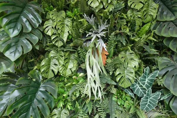 Close up of beautiful vertical tropical plant leaf decoration. Botany and agriculture concept.