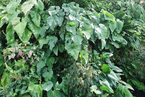 Close Decoração Folhas Plantas Tropicais Verticais Bonitas Conceito Botânica Agricultura — Fotografia de Stock