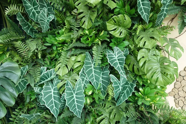 Närbild Vackra Vertikala Tropiska Växtlöv Dekoration Botanik Och Jordbruk — Stockfoto