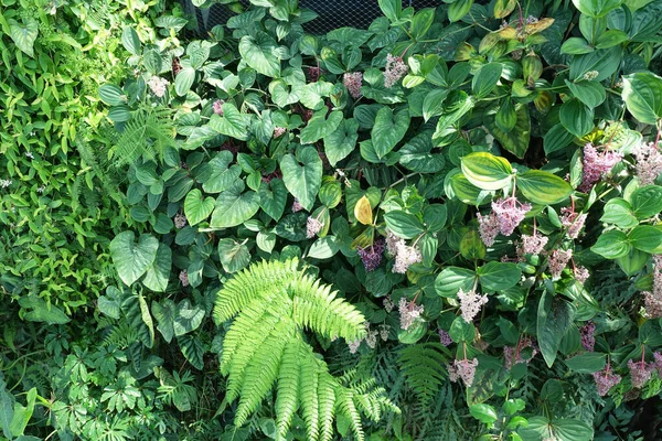 关闭美丽的垂直热带植物叶饰 植物学和农业概念 — 图库照片