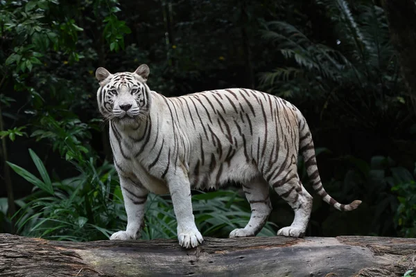Nahaufnahme Eines Weißen Tigers Der Vor Der Kamera Posiert Selektiver — Stockfoto