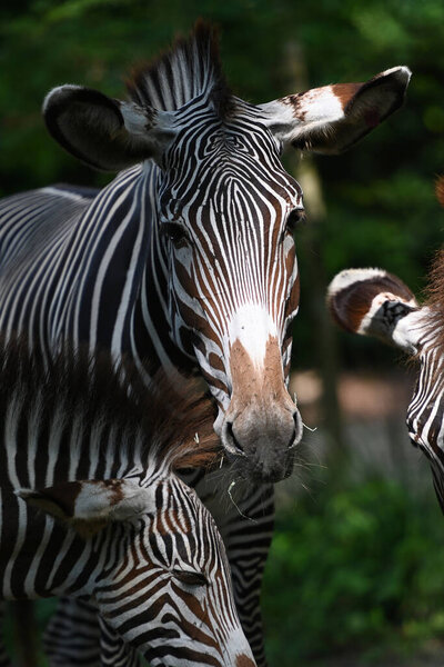Close up of grevys zebra with beautiful white stripes in the park.