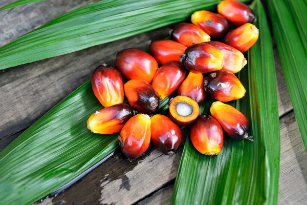 Palmiye Yağı Taze Meyve Seçici Odak Yakın Çekim Stok Resim