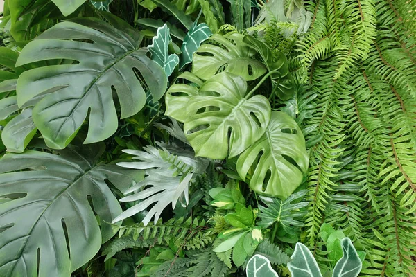 Gros Plan Belle Décoration Verticale Feuilles Plantes Tropicales Concept Botanique Photo De Stock