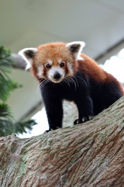 Parkta Red Panda 'ya (Ailurus fulgens) yakın plan, seçici odaklanma.