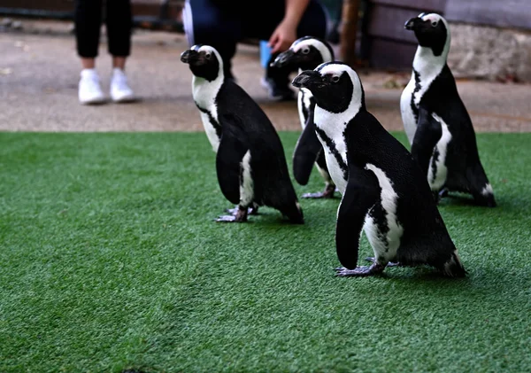 Закрытие Южноамериканских Пингвинов Spfescus Humboldti Парке Выборочное Внимание — стоковое фото