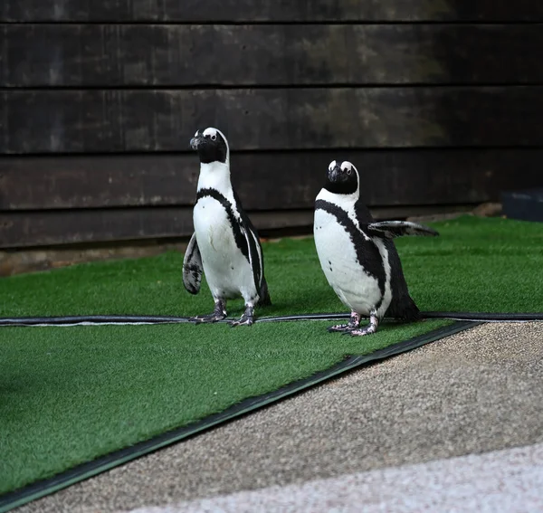 Primer Plano Los Pingüinos Sudamericanos Spheniscus Humboldti Parque Enfoque Selectivo —  Fotos de Stock