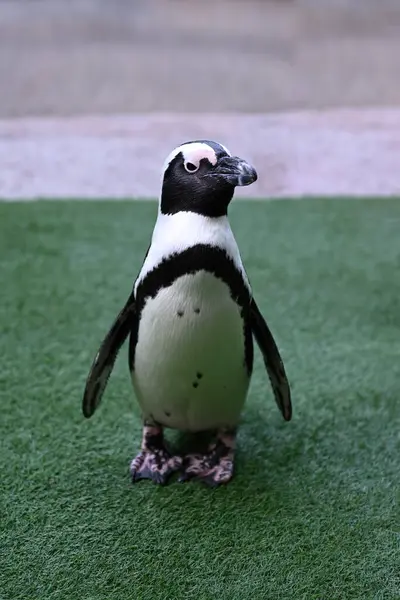 Primer Plano Los Pingüinos Sudamericanos Spheniscus Humboldti Parque Enfoque Selectivo —  Fotos de Stock
