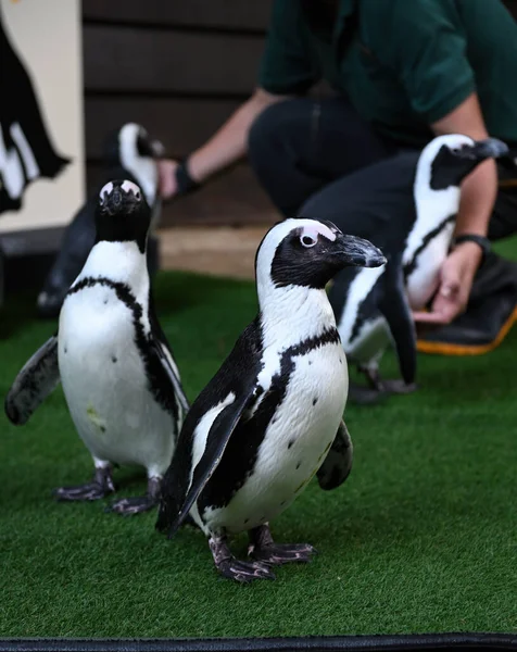 Close Van Zuid Amerikaanse Pinguïns Spheniscus Humboldti Het Park Selectieve — Stockfoto