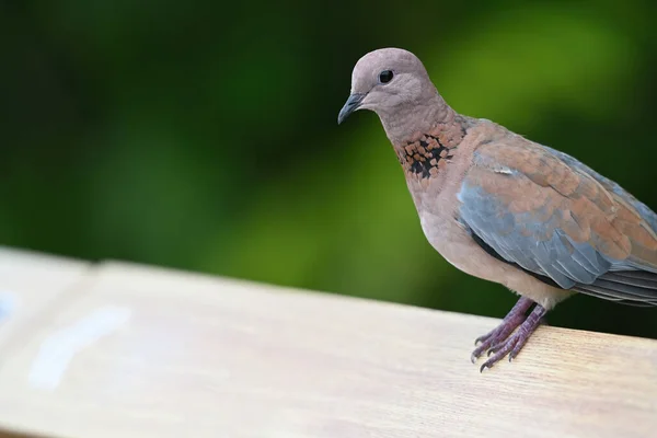 공원에서 비둘기 비둘기 콜롬바 비둘기 사하라 아프리카의 몬테네 숲에서 발견되는 — 스톡 사진