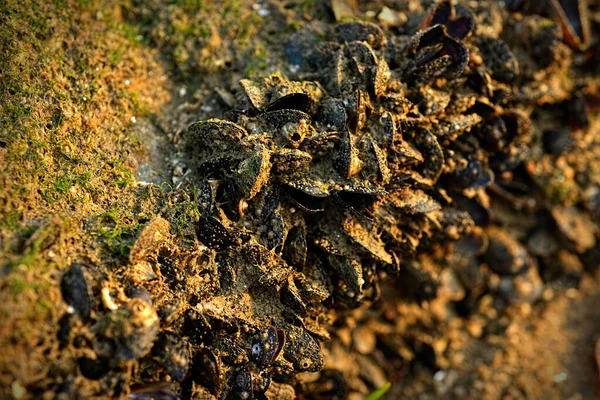 Close Asian Green Mussels Known Perna Viridis Stick Big Stone — Stock Photo, Image