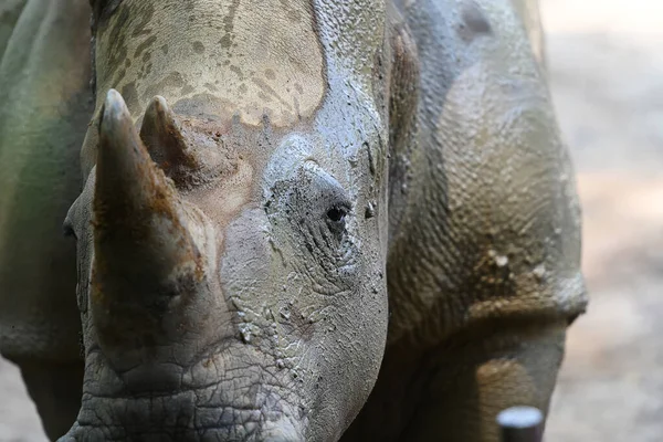 Beautiful White Rhino Rhinoceros Park Selective Focus — Stock Photo, Image