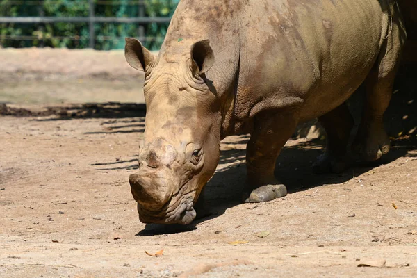 Rinoceronte Branco Bonito Rinoceronte Parque Foco Seletivo — Fotografia de Stock