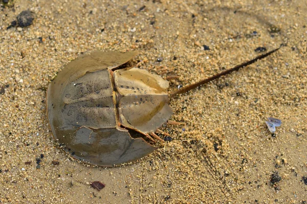 Tachypleus Gigas Comúnmente Conocido Como Cangrejo Herradura Indo Pacífico Playa — Foto de Stock