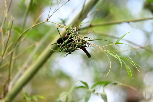栗色和黑色的编织者 Ploceus Castaneofuscus 在公园筑巢 它在从塞拉利昂到尼日利亚南部的西非被发现 — 图库照片