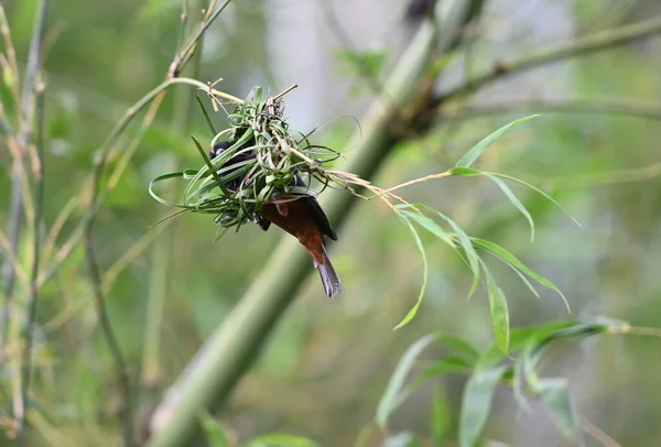 Gniazdo Budowlane Kasztanowca Ploceus Castaneofuscus Parku Występuje Afryce Zachodniej Sierra — Zdjęcie stockowe