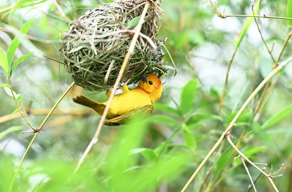 Webervogel Weberfinken Baut Nest Selektiver Fokus — Stockfoto