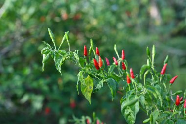 Chili peppers growing in the garden, selective focus.