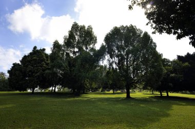 Beautiful green park and sky. selective focus.