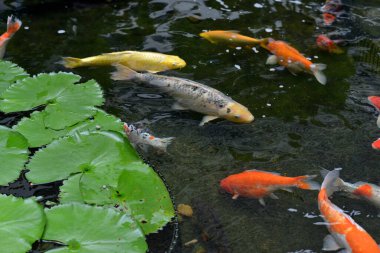 Havuzda yüzen hareketli balıklı koi balığı, seçici bir odak noktası.. 
