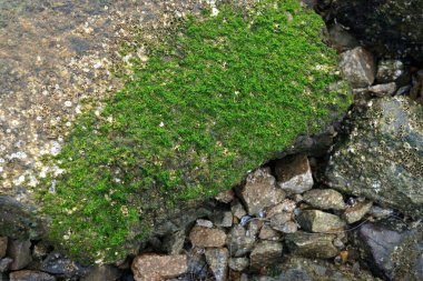 Duvardaki güzel yeşil yosunları kapat, seçici odaklanma. Arkaplan kavramı. 