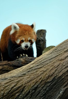 Parkta Red Panda 'ya (Ailurus fulgens) yakın plan, seçici odaklanma.