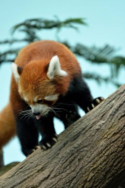 Parkta Red Panda 'ya (Ailurus fulgens) yakın plan, seçici odaklanma.