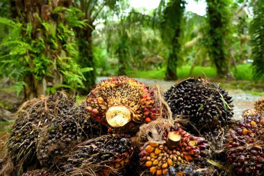 Afrika Yağı Palmiyesi (Elaeis guineensis). Petrol palmiyesi Batı Afrika 'dan gelmektedir ama dünyanın birçok tropikal bölgesinde yetiştirilmiştir. Endonezya & Malezya dünya palmiye yağının yaklaşık% 85 'ini üretiyor.