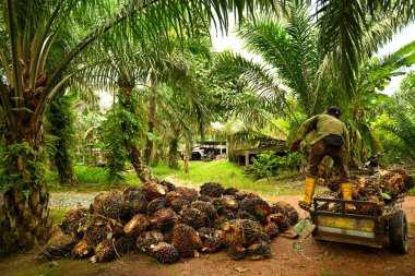 Afrika Yağı Palmiyesi (Elaeis guineensis). Petrol palmiyesi Batı Afrika 'dan gelmektedir ama dünyanın birçok tropikal bölgesinde yetiştirilmiştir. Endonezya & Malezya dünya palmiye yağının yaklaşık% 85 'ini üretiyor.