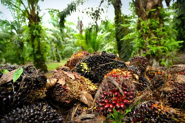 Afrika Yağı Palmiyesi (Elaeis guineensis). Petrol palmiyesi Batı Afrika 'dan gelmektedir ama dünyanın birçok tropikal bölgesinde yetiştirilmiştir. Endonezya & Malezya dünya palmiye yağının yaklaşık% 85 'ini üretiyor.