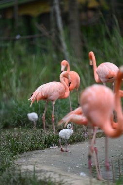 Amerikan flamingosu (Phoenicopterus ruber) parktaki büyük bir flamingo türüdür.. 