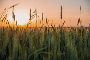 Batan güneşe karşı bir tarım arazisi. Gün batımında bir buğday tarlası. Güneşin arka planına karşı olgun çavdar kulakları. Mısır gevreği yetiştirme kavramı.