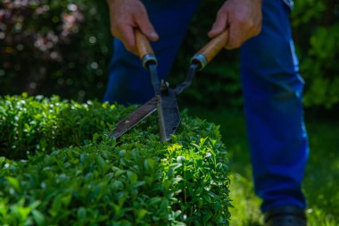 Bahçede çalış. Adam bir budama makinesiyle dalları ve çalıları kesiyor. Bahçeyle ilgilenme kavramı.