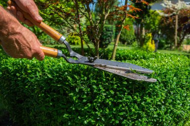 Bahçede çalış. Adam bir budama makinesiyle dalları ve çalıları kesiyor. Bahçeyle ilgilenme kavramı.