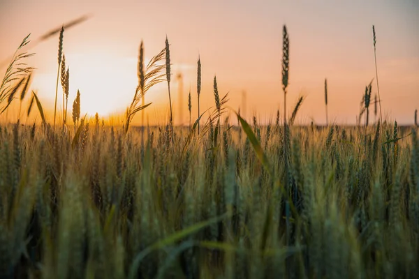 A farmland against the setting sun. A wheat field during sunset. Ripening rye ears against the backdrop of the sun. Cereal cultivation concept.