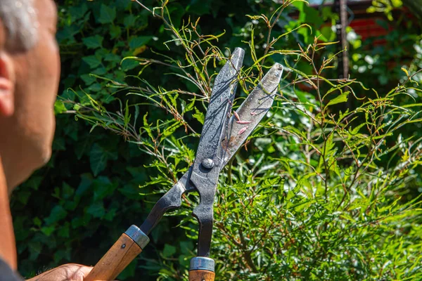 Work in the garden. The man cuts branches and bushes with a pruner. Concept of caring for the garden.