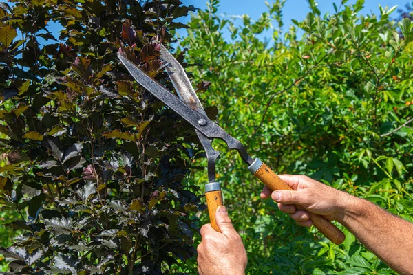 Work in the garden. The man cuts branches and bushes with a pruner. Concept of caring for the garden.