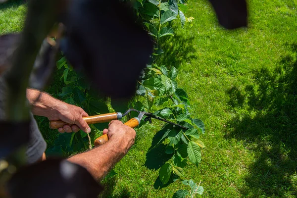 정원에서 일하기 남자는 가지와 관목을 가지치기로 냅니다 채원을 돌보는 — 스톡 사진